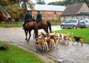 Die "Irish Foxhounds" der "Mecklenburger Meute"