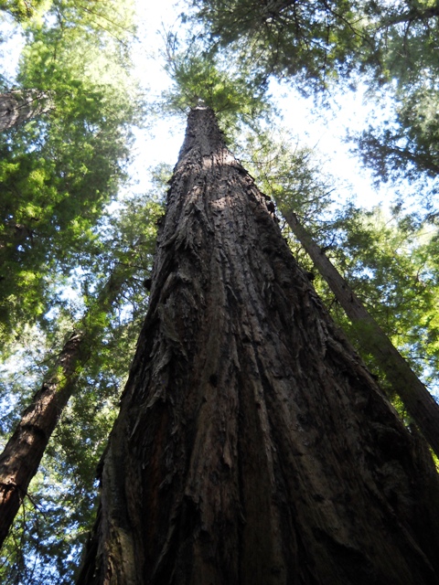 Redwoodtree