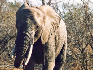 za-kapama-elephant