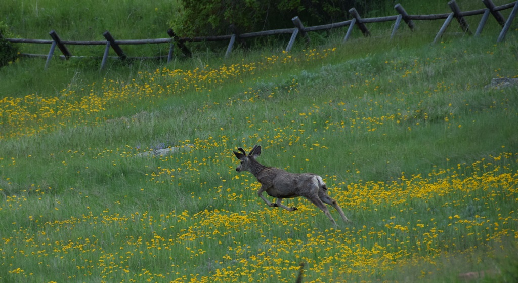 Colorado_Deer