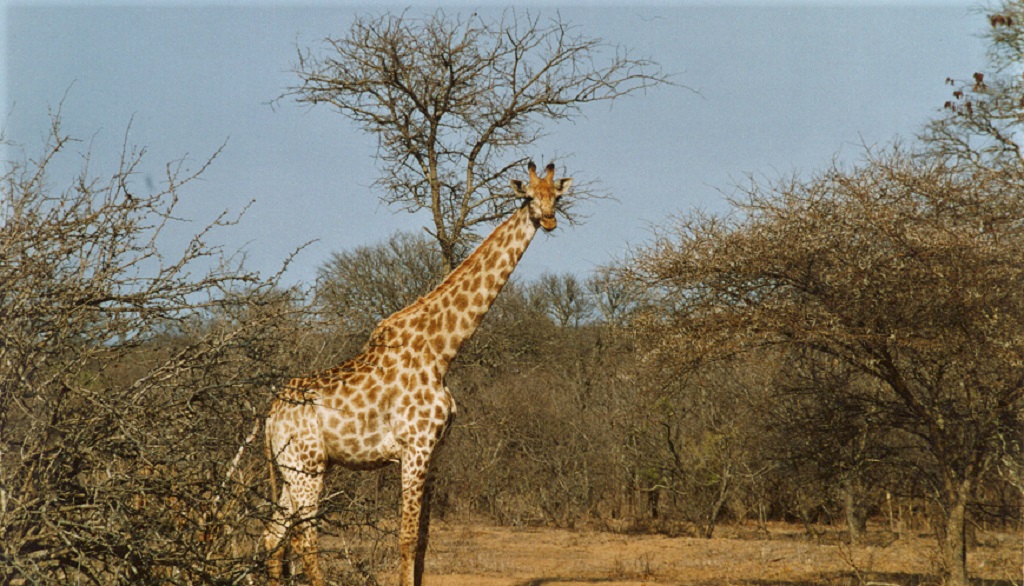 ZA-Giraffe