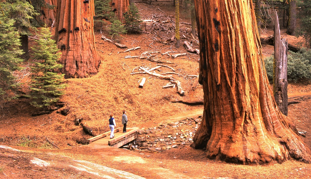Yosemite, Mariposa, Grove, sequoia, tree, giant, people, hikers, trail, forest