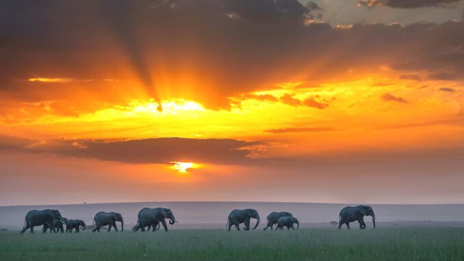 Elephant-Sunset_Kenya-1600