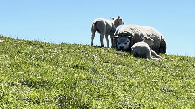 TEXEL-Schapen-Dijk-Lammetjes-1600